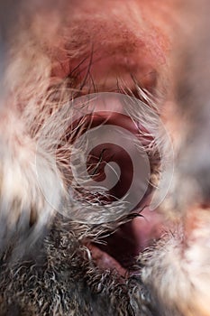 Macro close up shot of inside the earlobe of a young adult German sheepdog