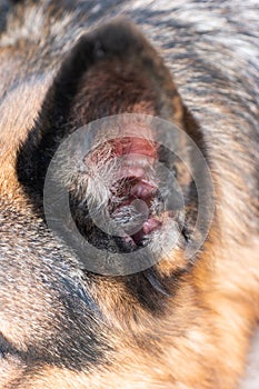 Macro close up shot of inside the earlobe of a young adult German sheepdog photo