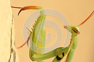 Macro/close-up shot of a mantis