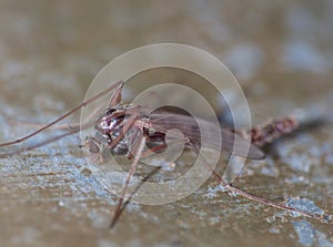 Macro close up of a midge, photo taken mid summer in the United Kingdom