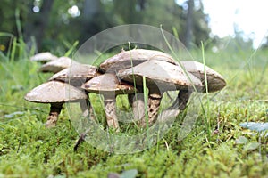 Macro close up shot of Mushroom Fungus in woodland photo