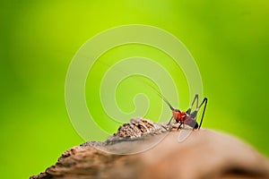 Macro/close-up shot of a red