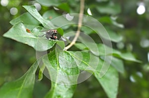 Macro/close-up shot of two mating flies