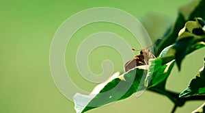 A macro close up shot of a yellow moth with spreading antenae while resting on a leaf