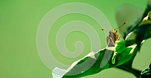 A macro close up shot of a yellow moth with spreading antenae while resting on a leaf photo