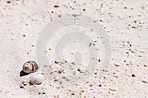 Macro close-up of small pebbles and seashell on beach sand