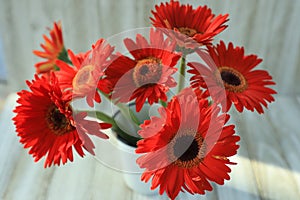 Macro close up of some orange gerbera daisy flowers