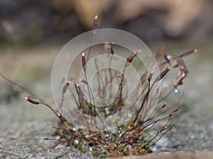 Macro close up of sporophytes moss detailed shot, photo taken in the UK