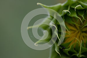 Macro Close-Up of a Stunning Green Sunflower