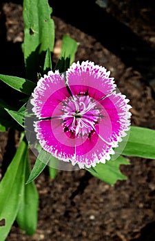 Macro Close up of Sweet William Dianthus barbatus Flowers-India