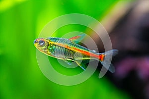 Macro close up of a tetra growlight Hemigrammus Erythrozonus in a fish tank with blurred background