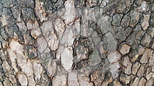 Macro close up texture for background and texture