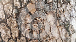 Macro close up texture for background and texture