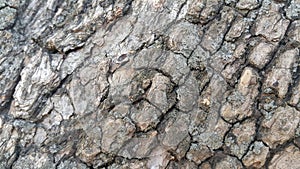 Macro close up texture for background and texture