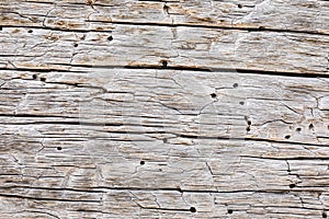 Macro close-up texture of a wood grain
