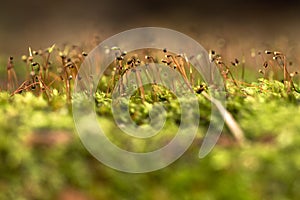 Macro close up on tiny garden plants growing on moss surface