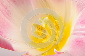 Macro close up of tulip pistil