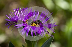 Two bees gathering nectar on a purple Aizoaceae flower photo