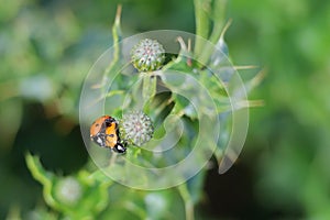 Macro close-up of two ladybugs mating on a green stem