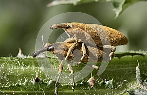 Long snout weevil beetles mating photo