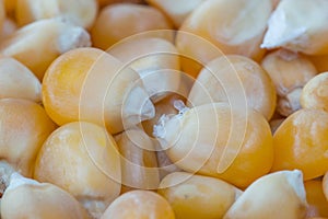 Macro close-up for unpopped corn kernel