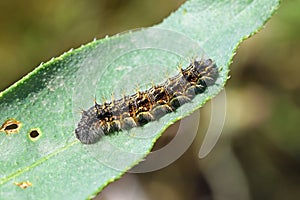 The painted lady butterfly caterpillar  , Vanessa cardui larva photo