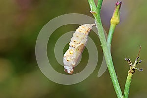 The painted lady butterfly chrysalis , Vanessa cardui pupa photo