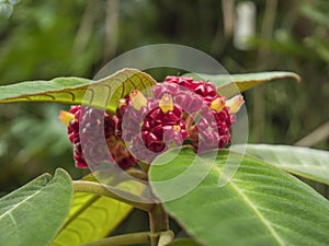 Macro close up Velvet Alloplectus, Corytoplectus capitatus red blooming flower growing in cloud forests. Selective focus, green photo