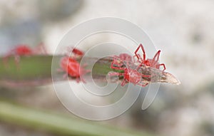 Macro close up of velvet mites blood suckers on leaf, photo taken in the UK