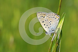 Lycaena alciphron, the Purple shot copper butterfly photo
