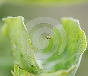 Macro close up of very small spider in a spiderweb