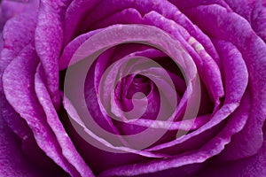 A macro close up of a vibrant purple rose