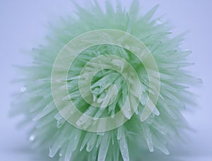 A macro close up view of ammonium phosphate crystal isolated on white