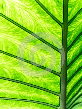 Macro close up view of a beautifully structured green leaf