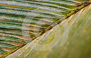 Macro close up view of a beautifully structured green leaf