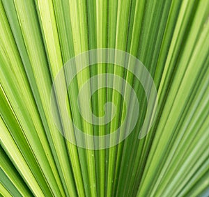 Macro close up view of a beautifully structured green leaf