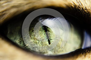 Macro close-up view of green cat eye