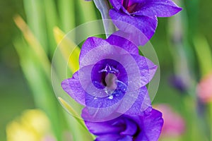 Macro close-up view of purple gladiolus flowers against a blurred green background