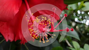 Macro Close-up view of Red Hibiscus Style red Stamen Filament Anther and Yellow Pollen Grains. Hibiscus rosa-sinensis flower