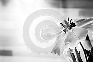 Macro close up view tulip with opened petals.