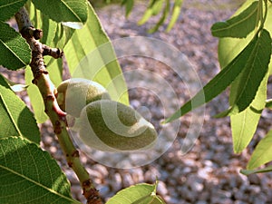 Macro close-up view of an unripe green almond on the tree. Cultivation and production of almonds