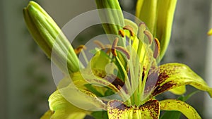 In a macro close-up view, a yellow lily flower