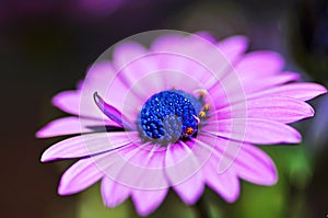 Macro close-up violet purple African Cape osteospermum daisy flower