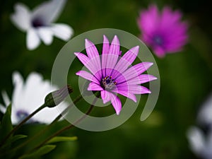 Macro close up of violet purple Osteospermum dimorphotheca ecklonis flower plant with green background in New Zealand