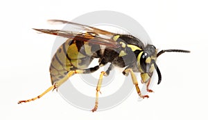 Macro close up wasp