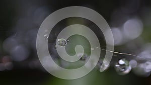 Macro close-up of water droplets and dreamy light spot background.