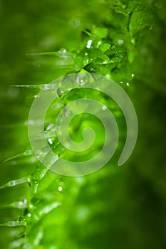 Macro close up of a wet stinging nettle leaf