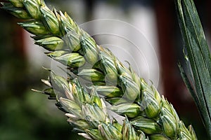 Macro close up of wheat grains on stem.