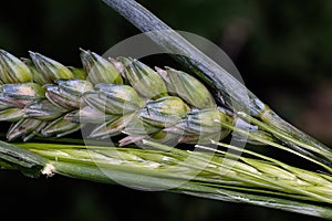 Macro close up of wheat grains on stem.
