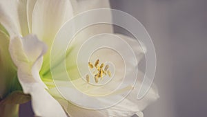 Macro Close up of White Flower in Bloom with Yellow Stamen